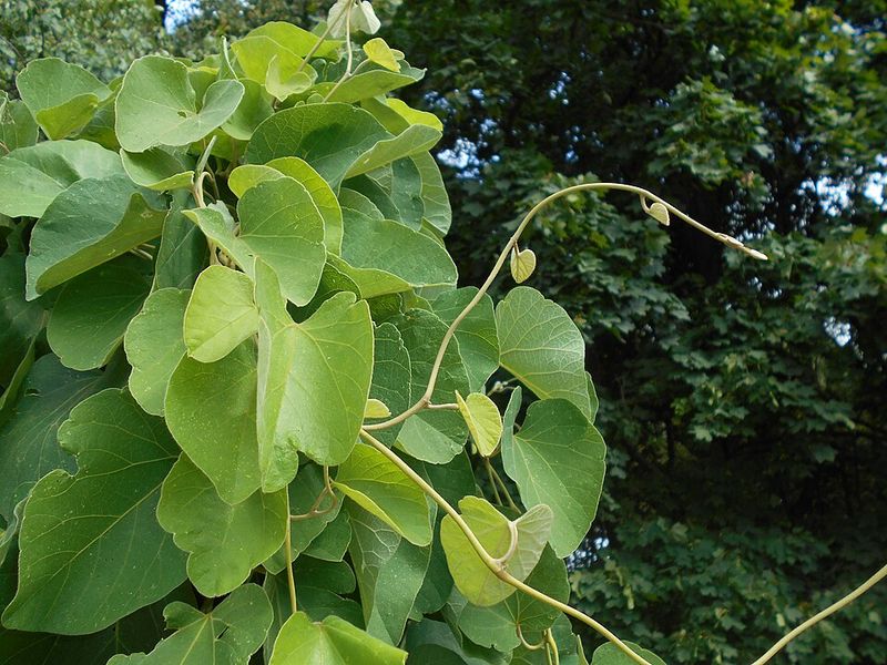 Woolly Pipevine Creates Strong Native Screening