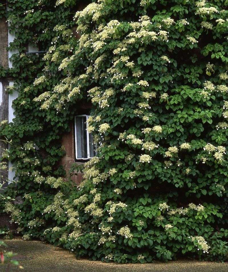 Climbing Hydrangea Works Well In Shade