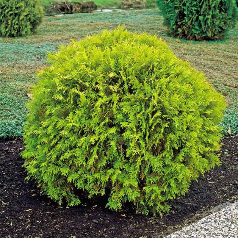 Globe Arborvitae Maintains A Rounded Look On Its Own