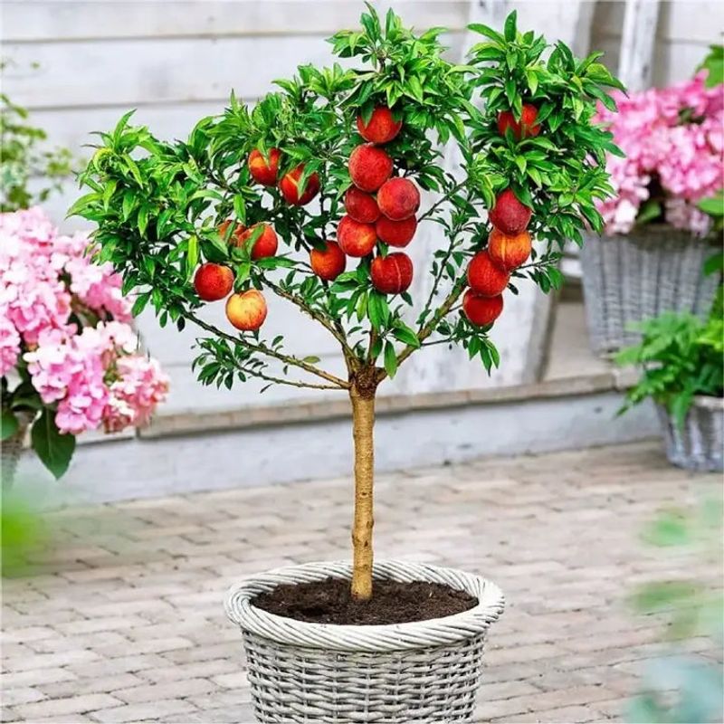 Dwarf Peach Trees With Sweet Summer Fruit