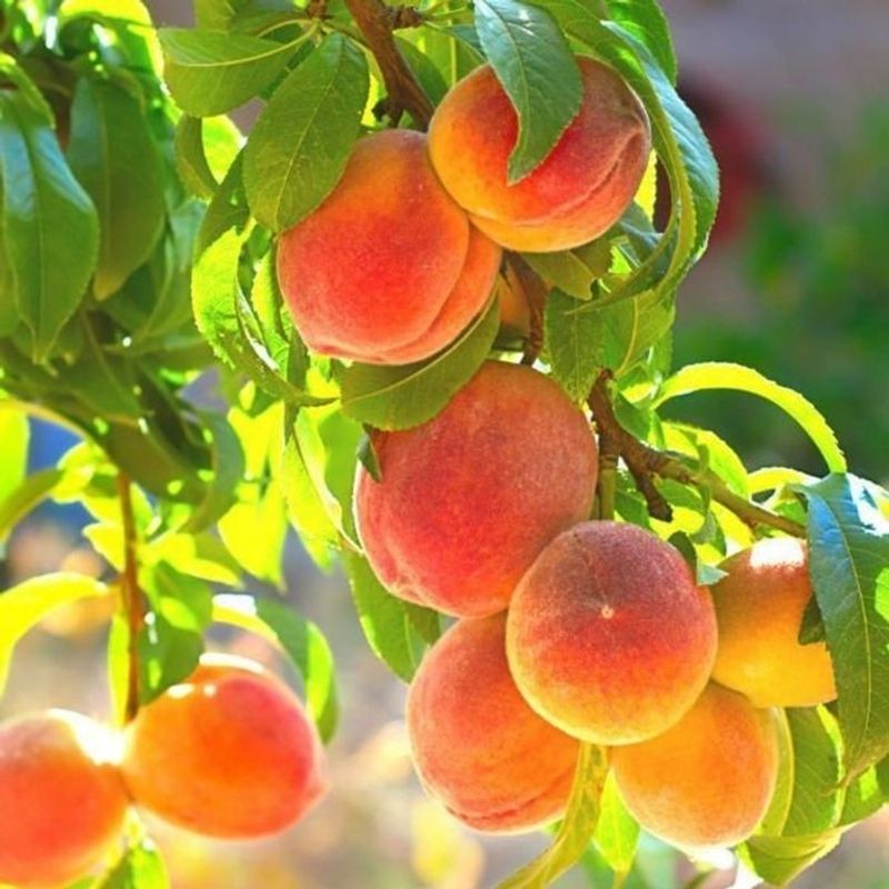 Peach Trees Add Summer Fruit In Sunny Landscapes
