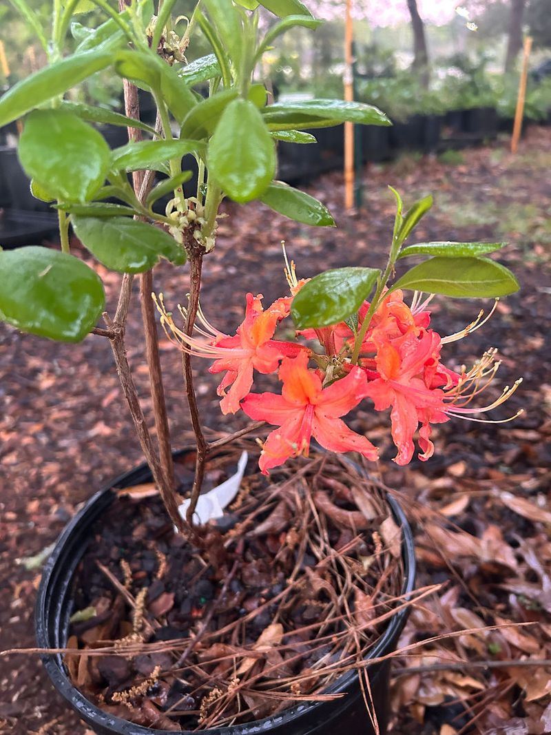 Climbing Aster Brings Fall Flowers To A Pruned Trellis