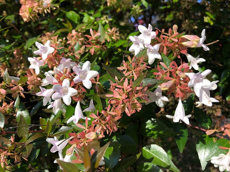 Abelia Provides Soft Structure And Handles Georgia Conditions