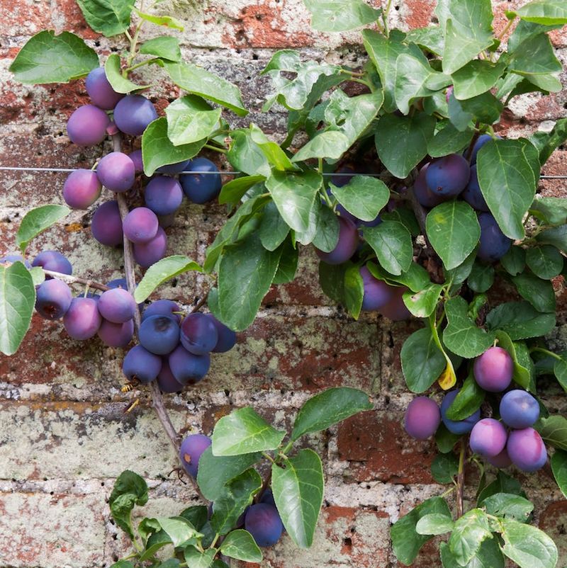 Dwarf Plum Trees Packed With Flavorful Fruit