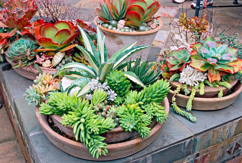 Succulents Avoid Rot When Kept In Containers