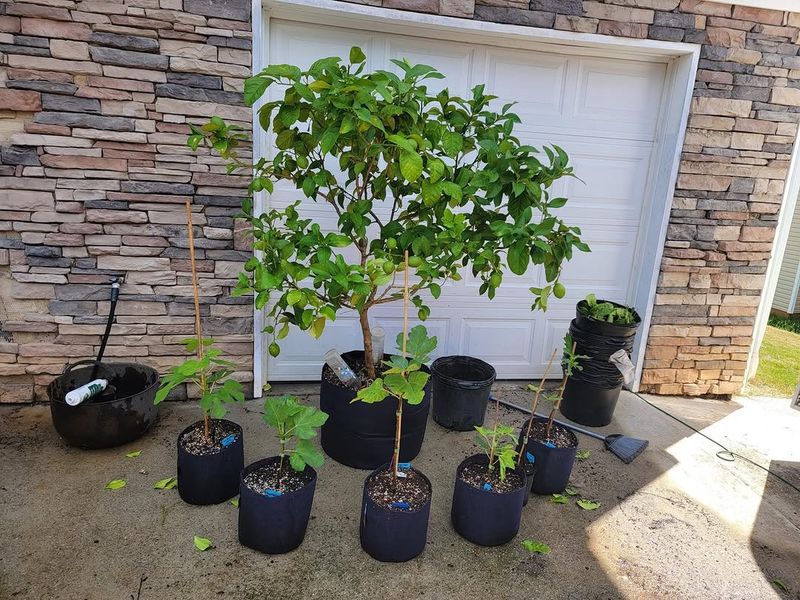 Figs Grow Well In Buckets With Regular Pruning