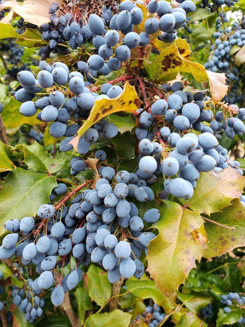 Oregon Grape With Bold Leaves And Texture