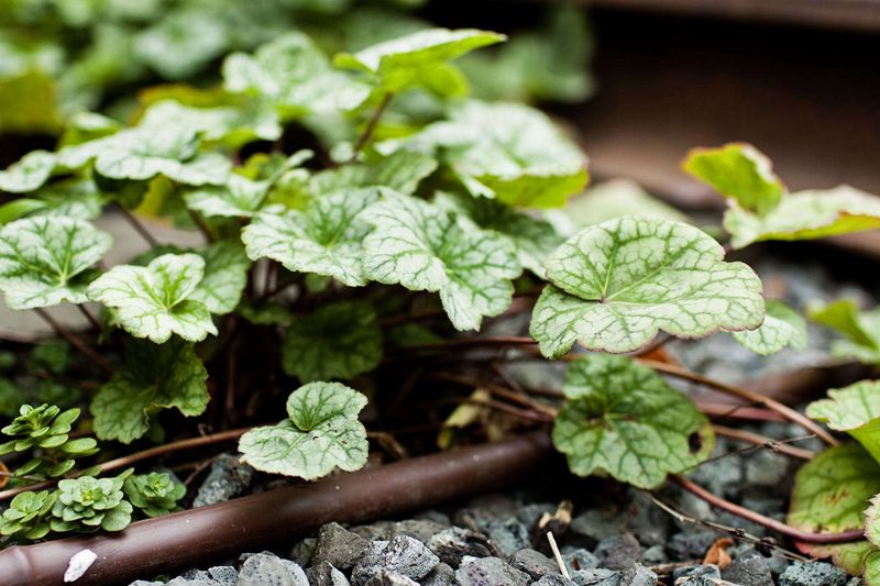 Hairy Alumroot Adds Texture Without The Mess