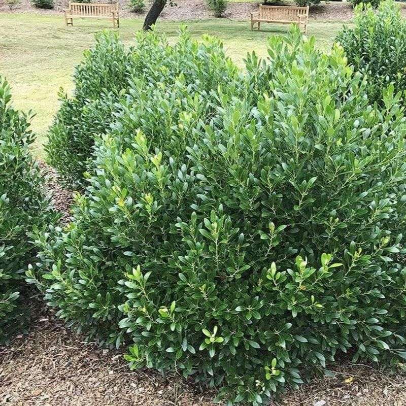 Inkberry Holly (Ilex glabra Compact Cultivars)