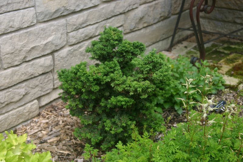 Dwarf Eastern Hemlock (Tsuga canadensis Dwarf Cultivars)