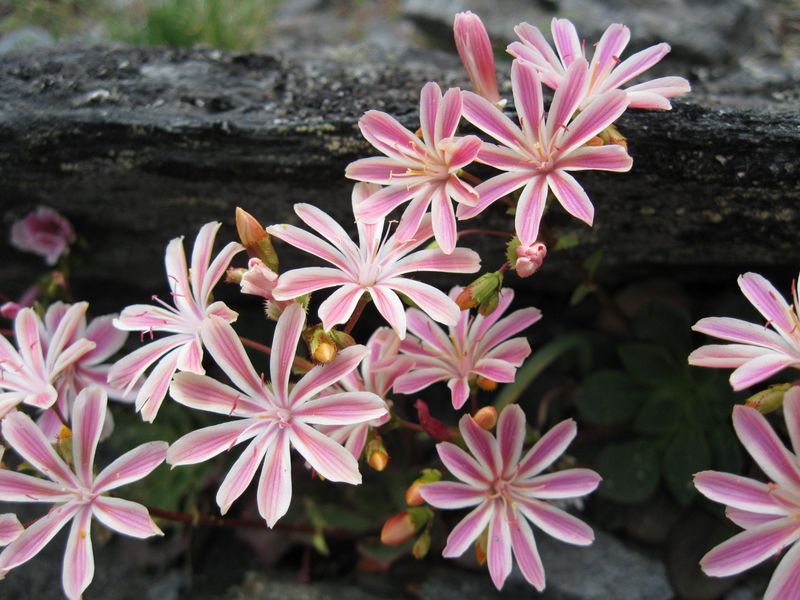 Siskiyou Lewisia