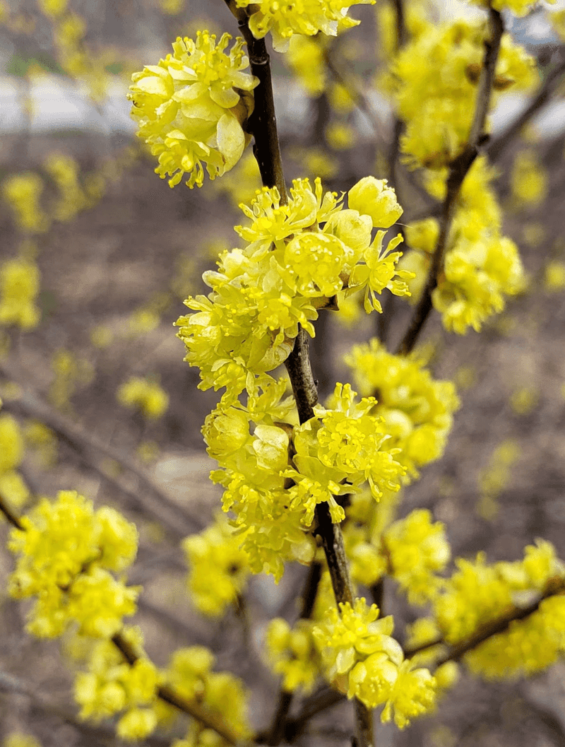 Spicebush Produces Soft Yellow Spring Flowers