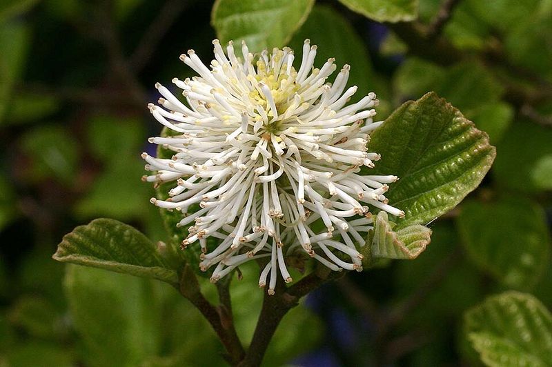 Mountain Witch Alder (Fothergilla major)