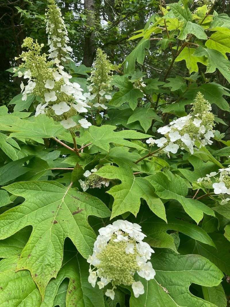 Oakleaf Hydrangea (Hydrangea quercifolia)