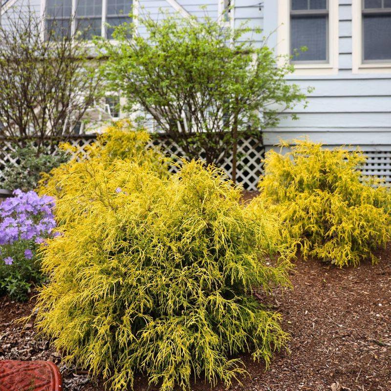 Golden Mop False Cypress Brightens Up Small Corners