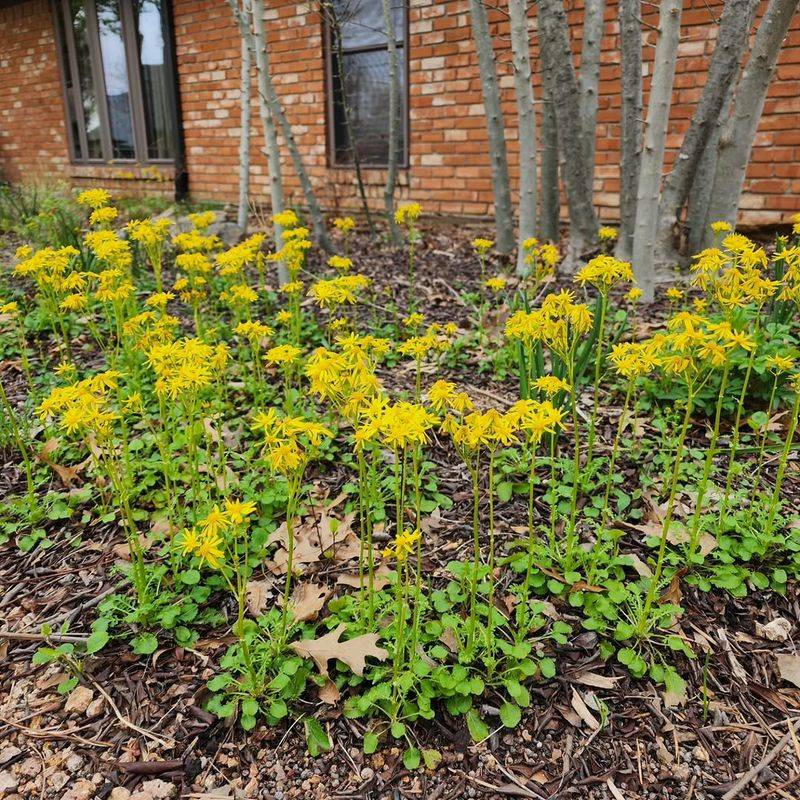 Golden Ragwort (Packera Aurea)