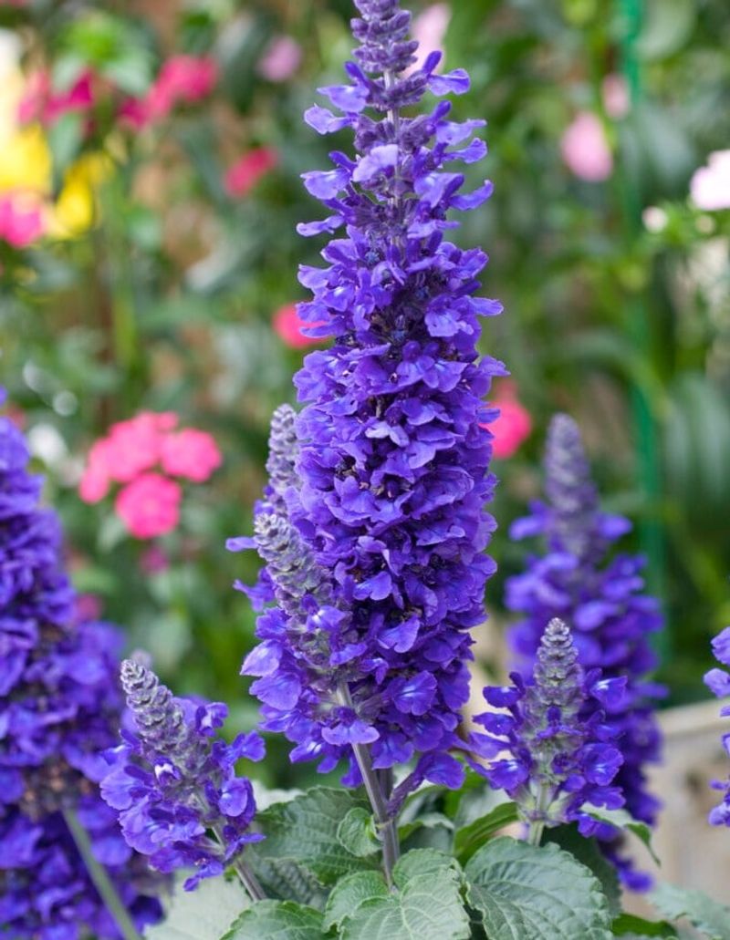Mystic Spires Blue Salvia Adds Cool Color