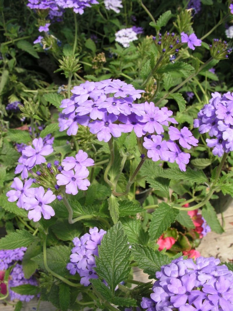 Blue Princess Verbena