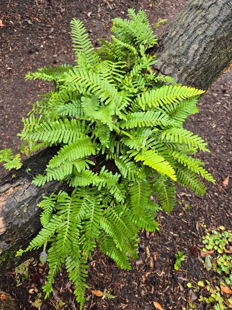 Christmas Fern Adding Evergreen Forest Texture