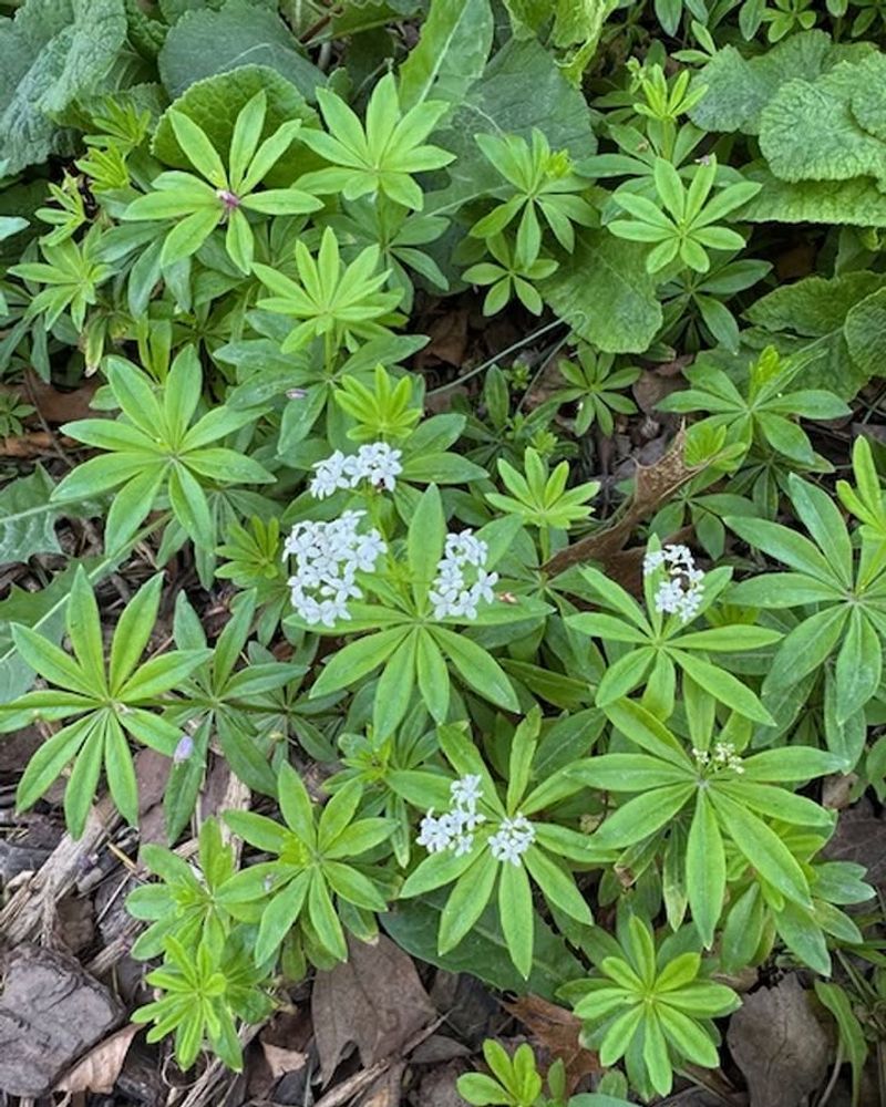 Sweet Woodruff (Galium Odoratum)