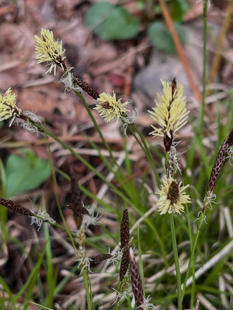Native Sedges Replace Turf With Less Upkeep