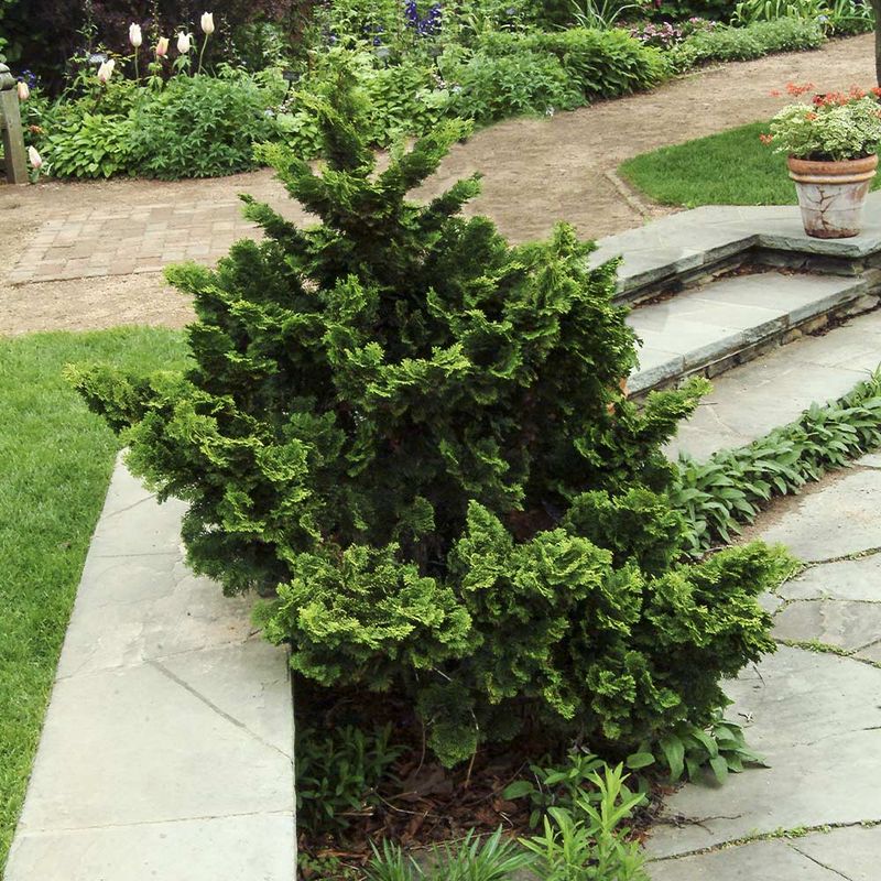 Dwarf Hinoki Cypress Softens The Whole Space