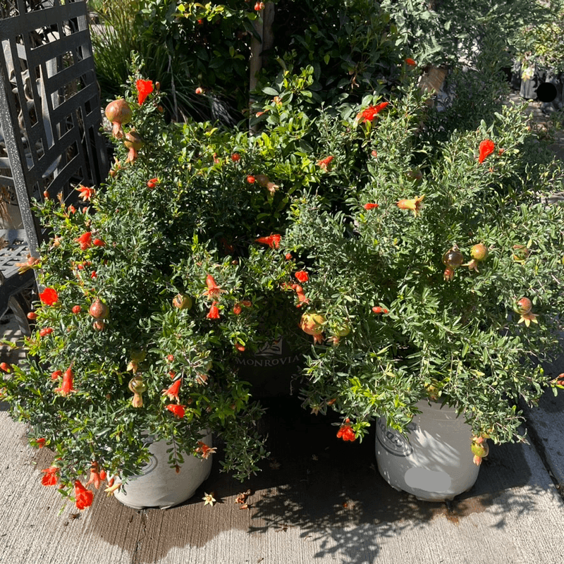 Dwarf Pomegranates Grow Well In Buckets In Warm Conditions