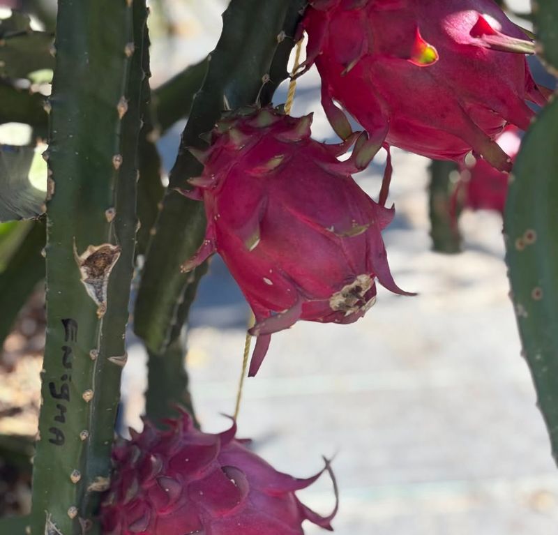 Dragon Fruit Grows In Containers With Support And Warmth