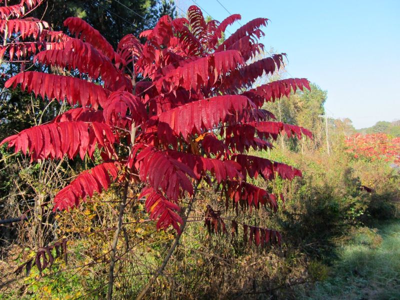 Winged Sumac Brings Bright Fall Color