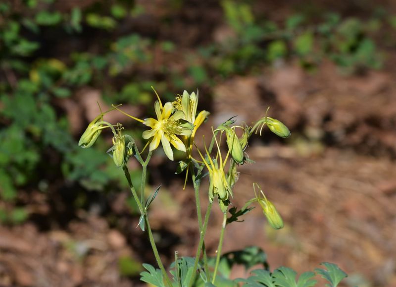 Texas Gold Columbine