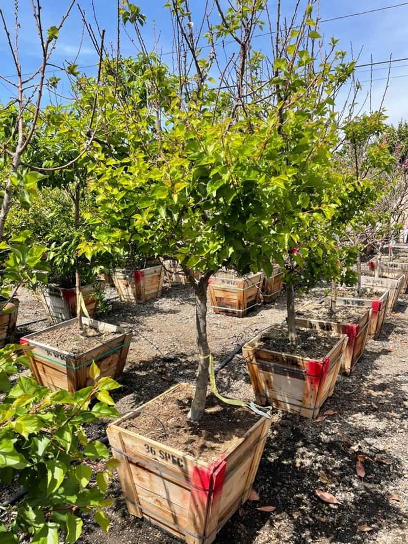 Apricot Trees Can Grow In Containers With Proper Care