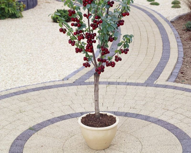 Dwarf Cherry Trees That Shine In Small Spaces