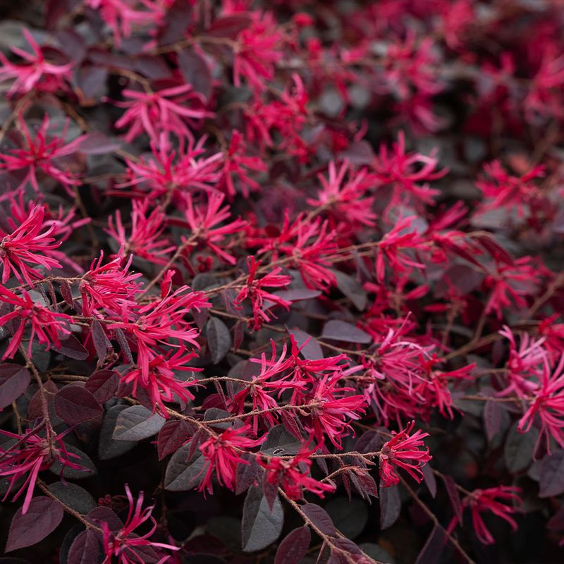 Loropetalum Adds Color Without Needing Much Attention