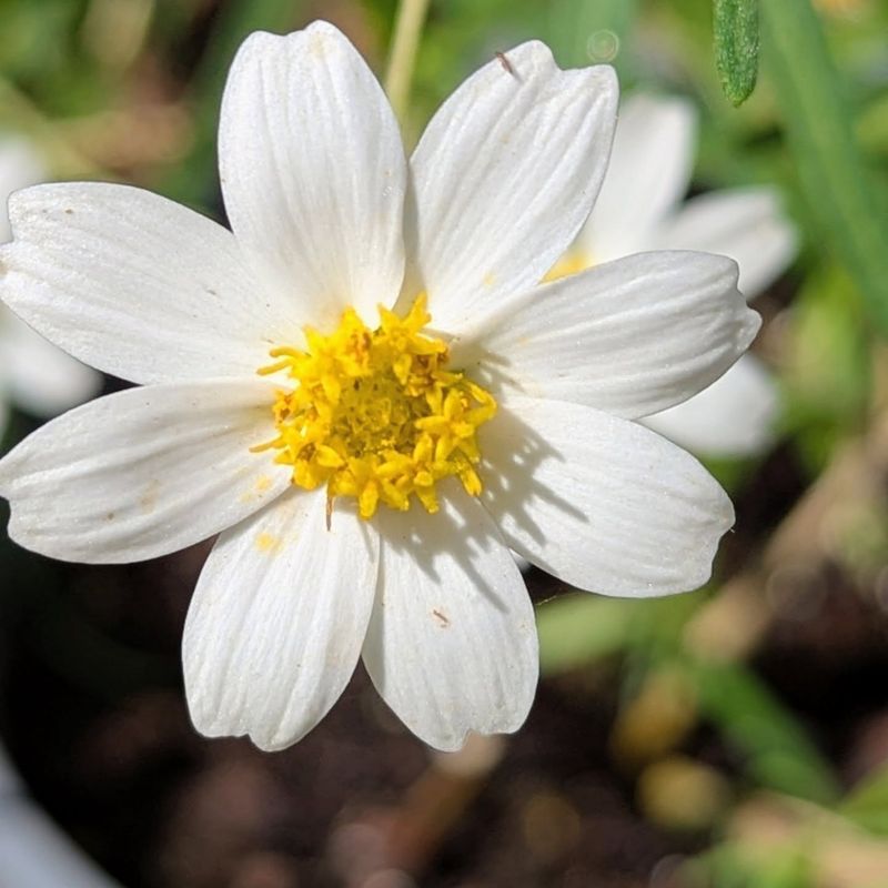 Blackfoot Daisy (Melampodium Leucanthum)