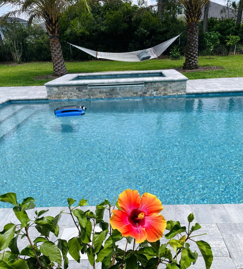 Hibiscus Pops With Vibrant Blooms