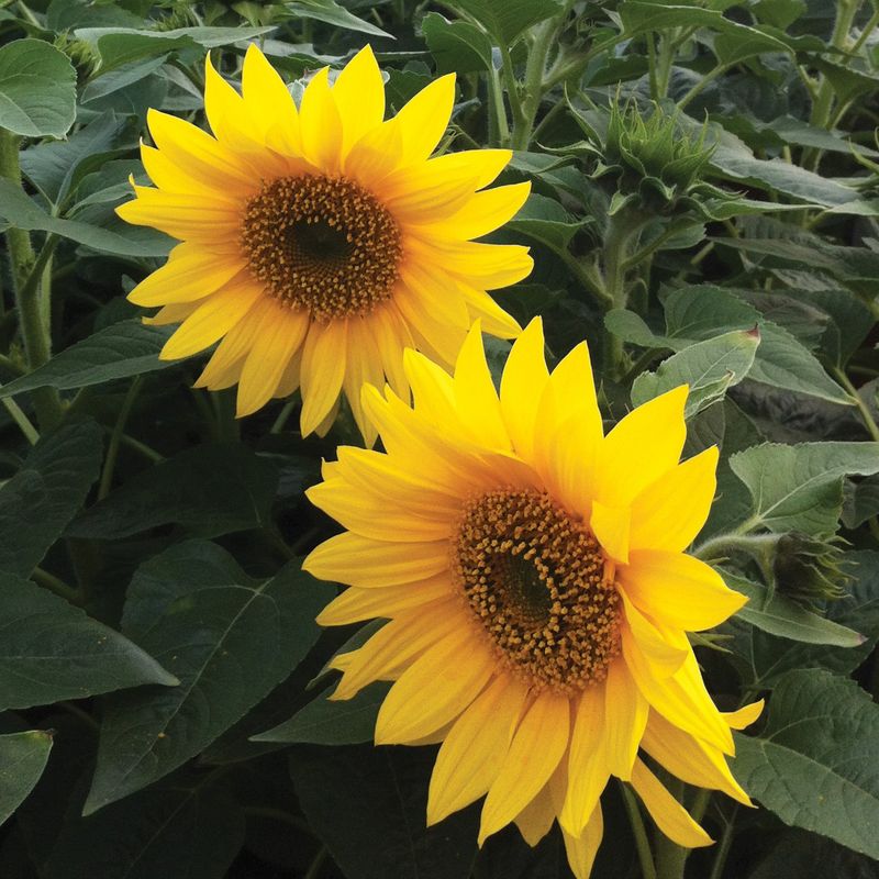 Pacino Gold Produces Multiple Blooms On Compact Stems