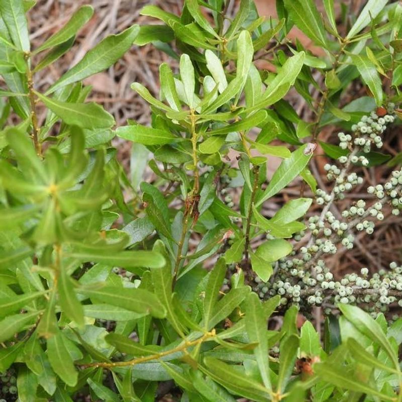 Wax Myrtle Adapts Fast To Rising Temperatures