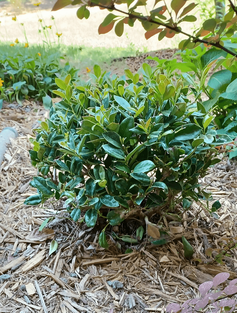 Carissa Holly Brings Structure Without Taking Over