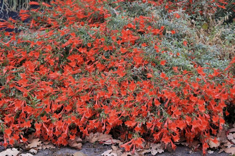 California Fuchsia