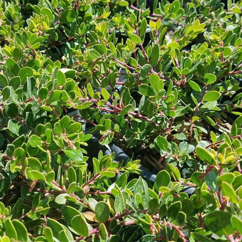 Emerald Carpet Manzanita Spreads With Evergreen Coverage