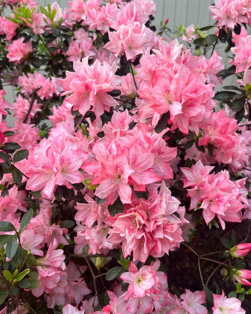 Southern Indian Azalea Delivers Big Color In A Bold Flush