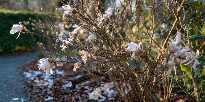 Repeated Frost Events Increase Damage