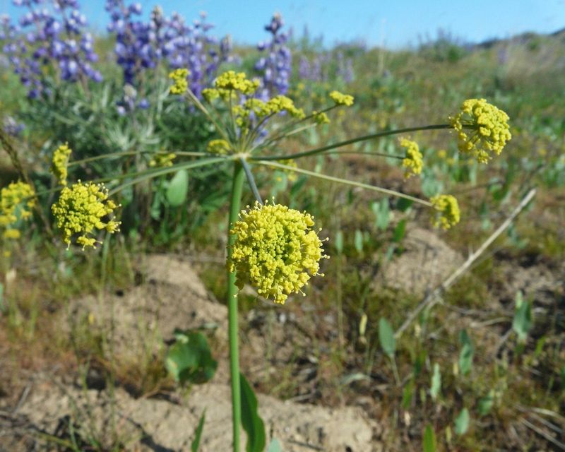 Barestem Biscuitroot 