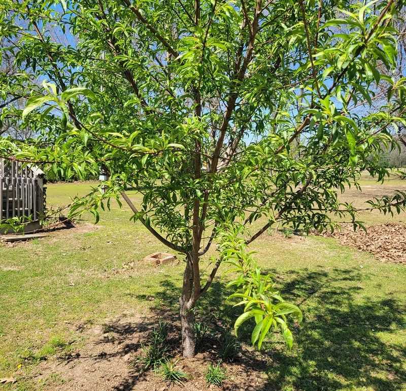 Mulch Helps Soil Hold Moisture As Temperatures Rise