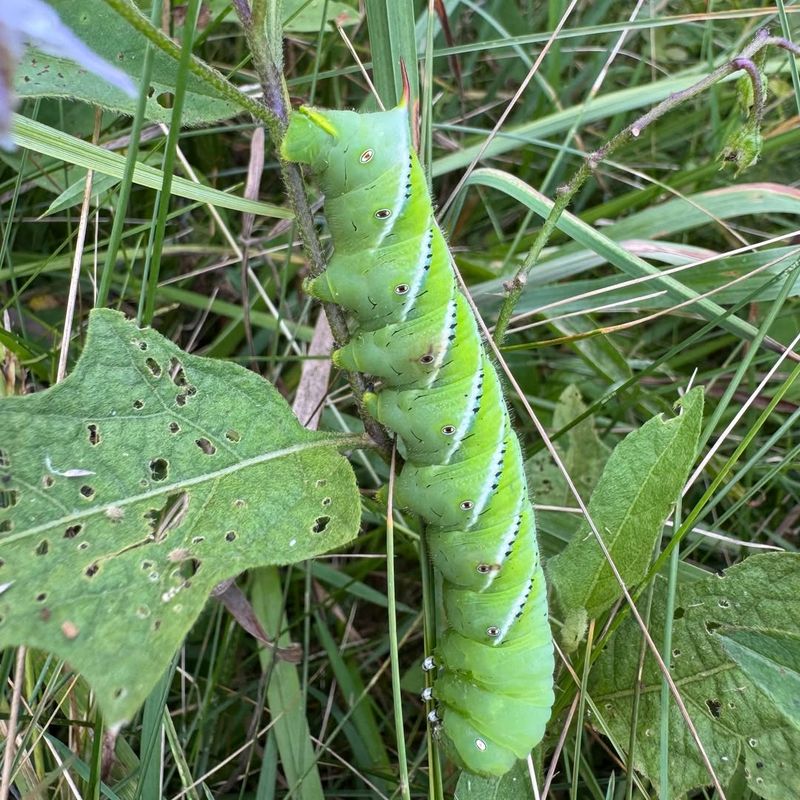 Check Alongside Other Common Tomato Pests