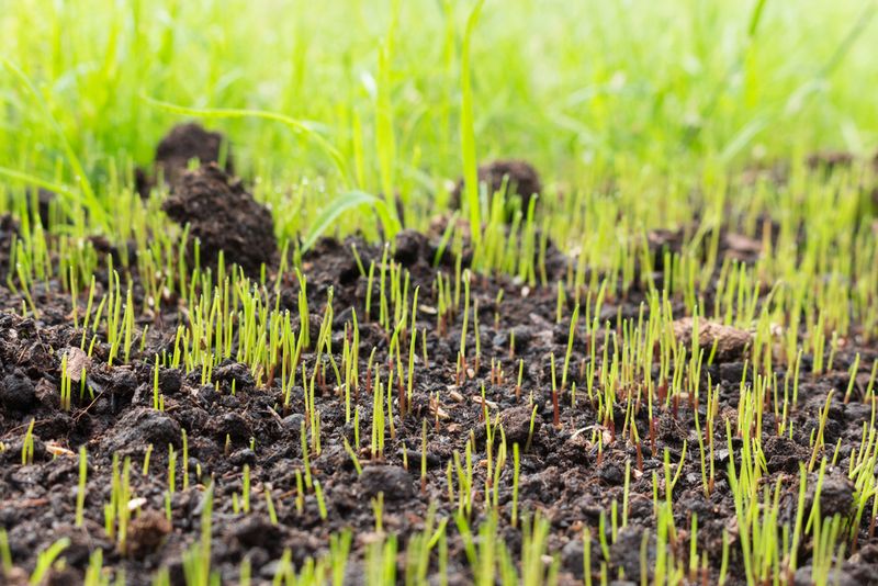Cold Soil Locks Nutrients Where Grass Cannot Reach Them