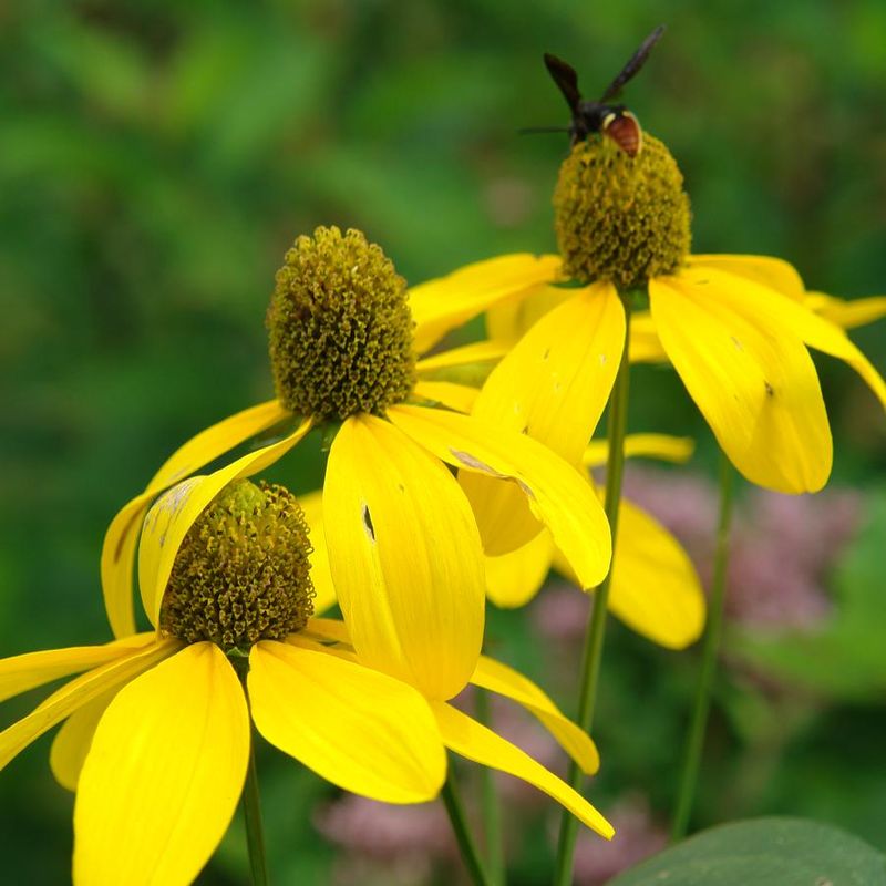 Cutleaf Coneflower (Rudbeckia Laciniata)