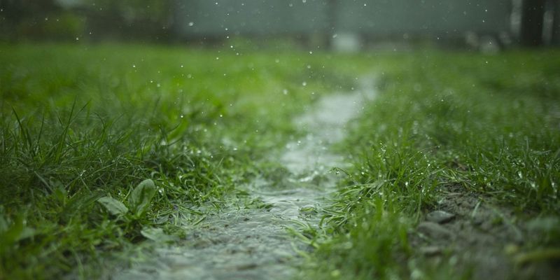 Spring Rainfall Influences How Nutrients Move Through Soil