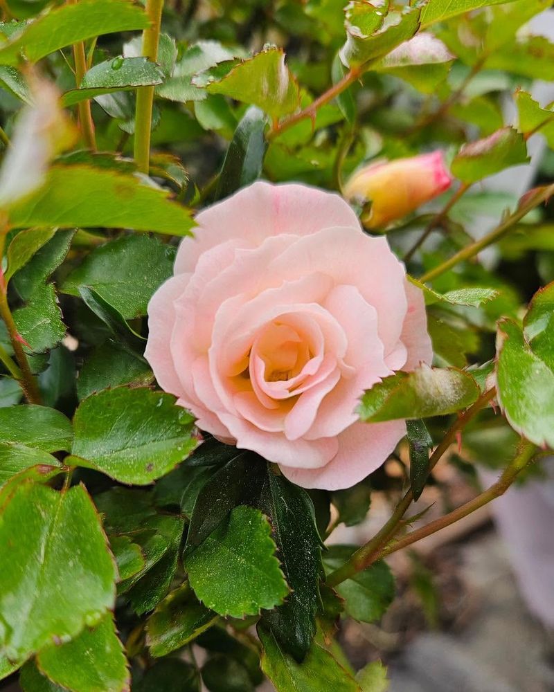 Support And Spacing Adjustments