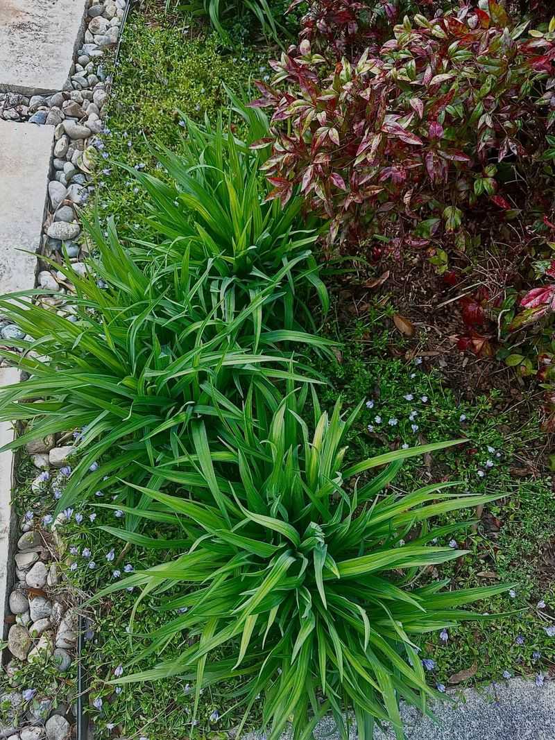 Waiting Through Spring Often Reveals Late Regrowth